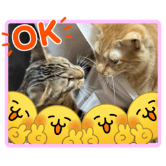 saoringo_20260302182407