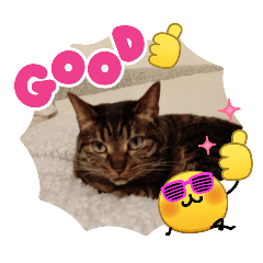 PANTUMANX_20260302211519