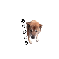 dog name is daisuke