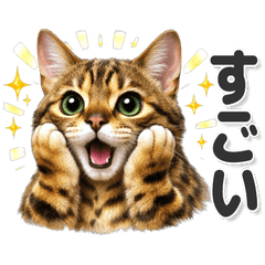 Useful every day! Bengal cat