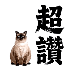 Disdainful Cats - Backflip Edition