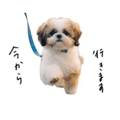 shihtzu Kota's stamp