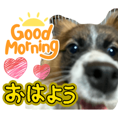 Gold forest_20260303011002