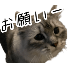 asahi_20260303111655