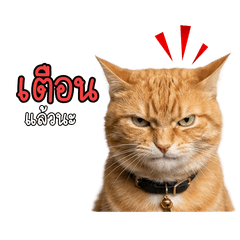 Meowsom.v