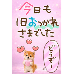 とびだす★柴犬★長文