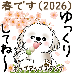 Pop-up Shih tzu (Spring)cherry blossoms