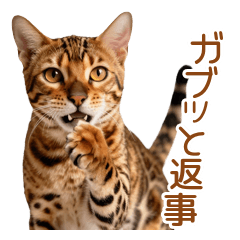 Heavy Love Biting Bengal Cat