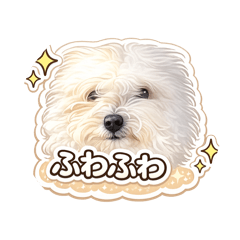 momo_20260303151600