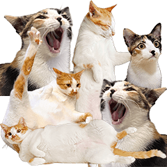 怪奇貓子本貓 Lando & Kimi