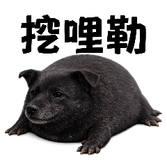 我的刀盾 但是黑狗