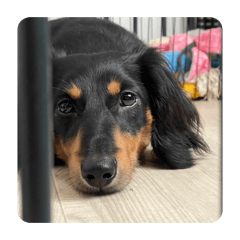 Dachshund Yuzu Ajipon