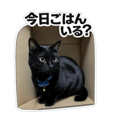 Yushin_20260303162524