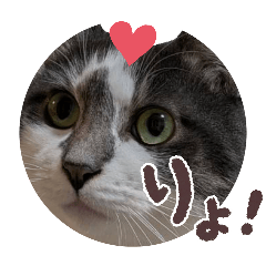 kikosan_20260303160239