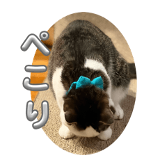 NEKOGOHKI_20260228225104