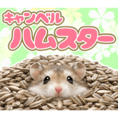 毎日使える！キャンベルハムスターの日常