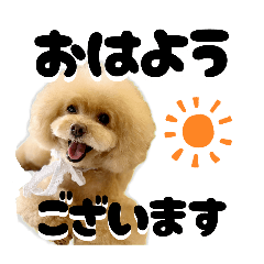 shika_20260303185148