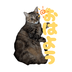 CHIKA_20260304103843