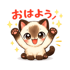 A siamese cat's cute daily life.