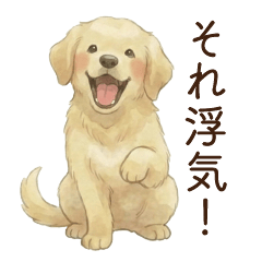Golden Retriever 3(envy)