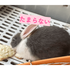 Mitarashi_20260303185447