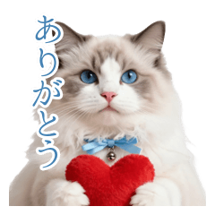 Healing Ragdoll Cat & Thanks