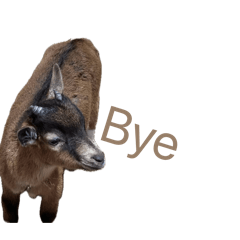 Animal stickers with text (real animals)