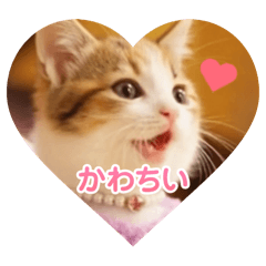 merumyu_20260303203050