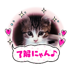 ponzu_20260228201909