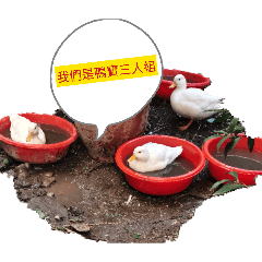 鴨寶三人組