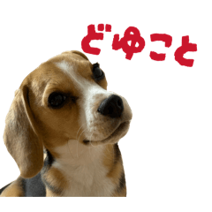 Beagle Mugi