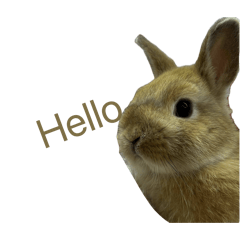 Animal stickers with text