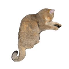 吐司花生醬