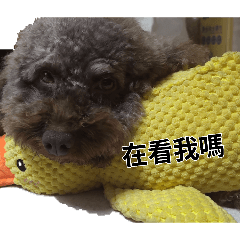 大頭狐