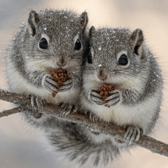 Have fun talking with Momonga every day!