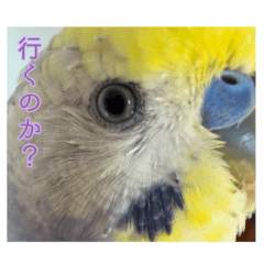 Chico chan The Budgie