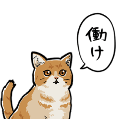 talking Munchkin cat