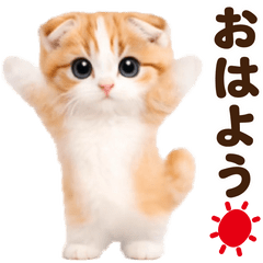 Dance Scottish Fold