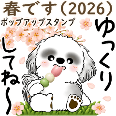 Pop-up B&W Shih tzu (cherry blossoms)