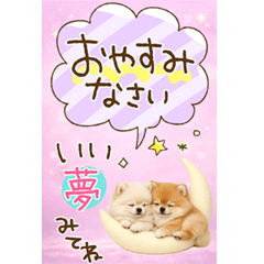 long sentence Pomeranian