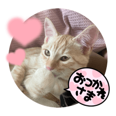 kana_20260304123857