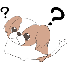 Moo-chan the Shih Tzu