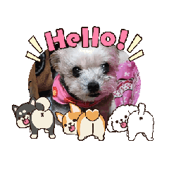 momo_20260304210608