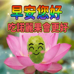 今天你諾麗了嗎？