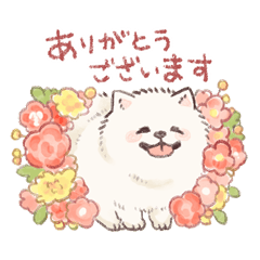 Samoyed-san in Spring