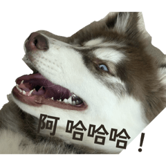 奈奈小狗表情包