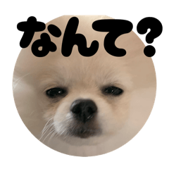 yos_20260304192935