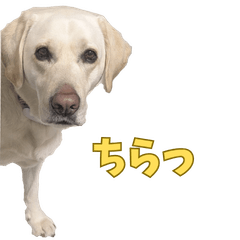 Labrador from a shelter3