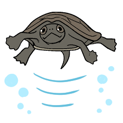 Annkake_the_turtle