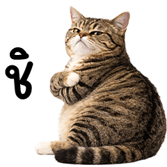 เจ้าแมวสลิดตัวอ้วงน่ารัก